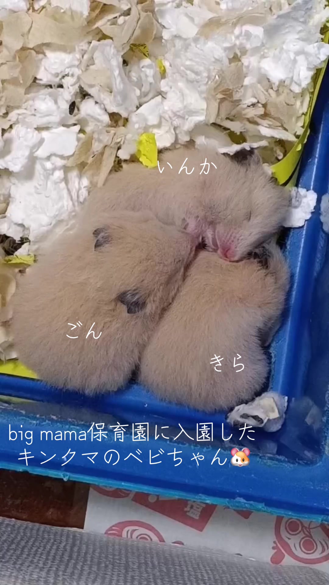 @big mama 🐹🐕🧅💜