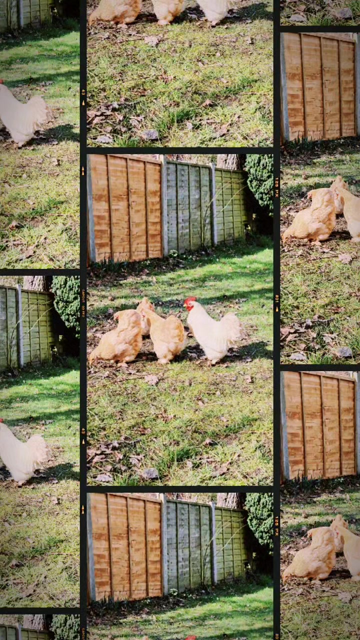 @Little Laying Chickens Shop