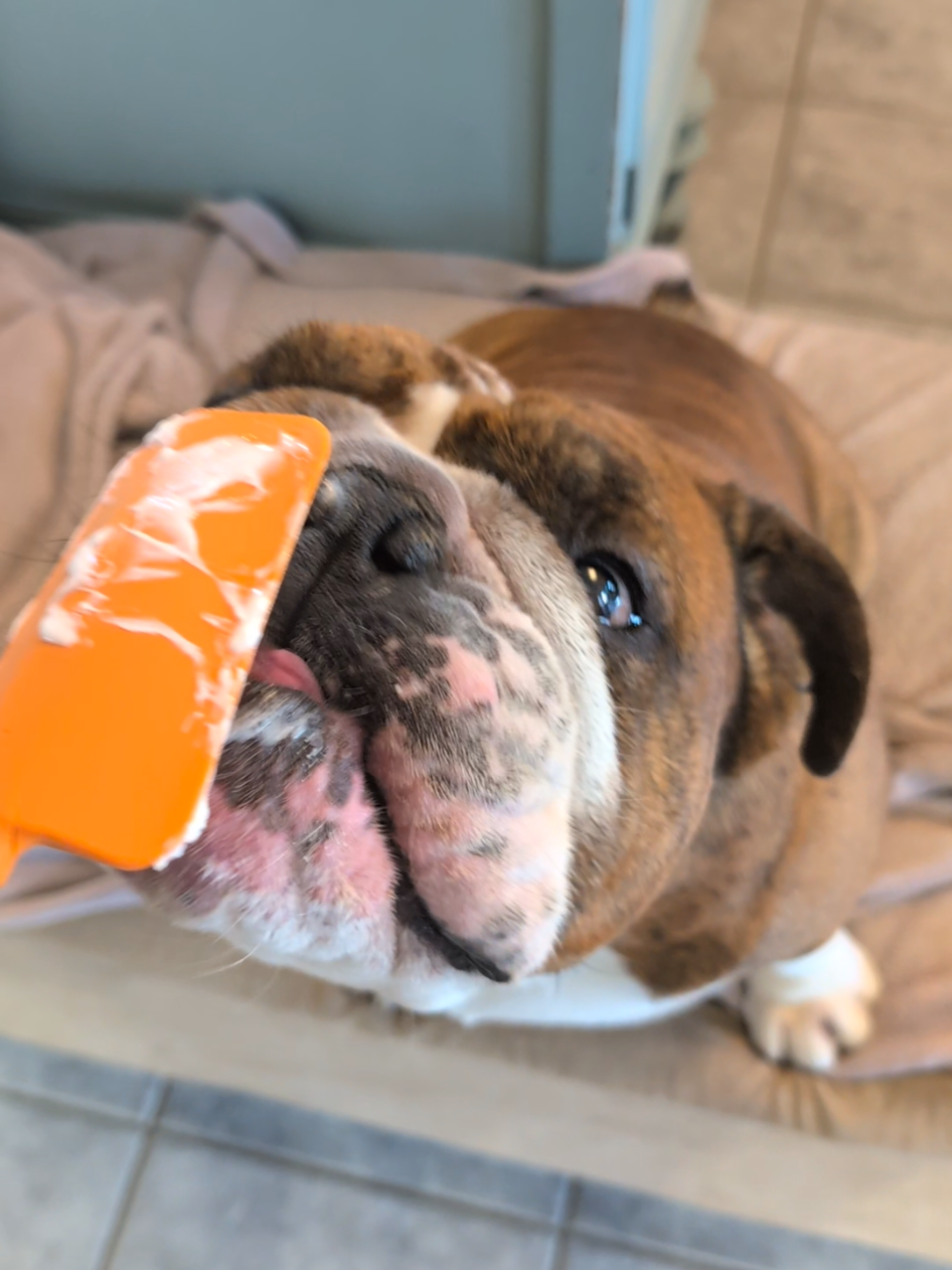 @Vinny The Bulldog