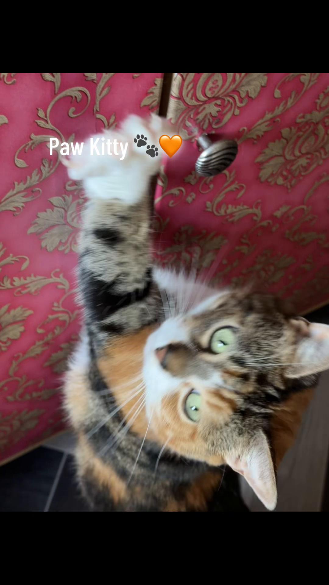 @quaintmj