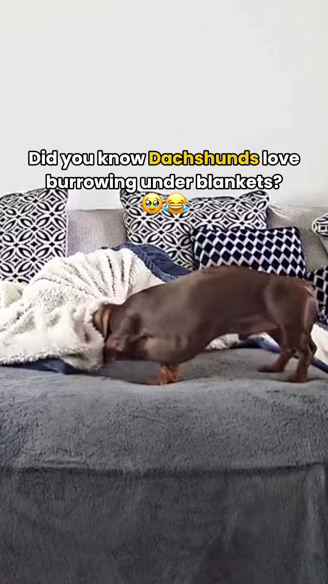 @Real Barks