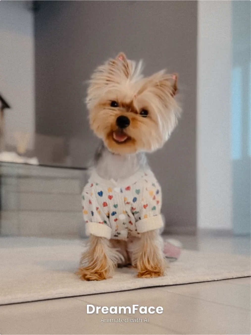 @Chicago & Tokyo | The Yorkies