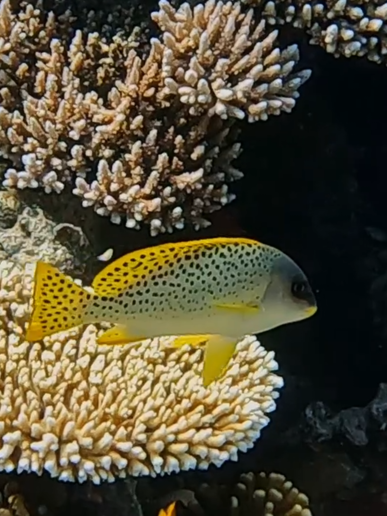@Our Underwater Universe