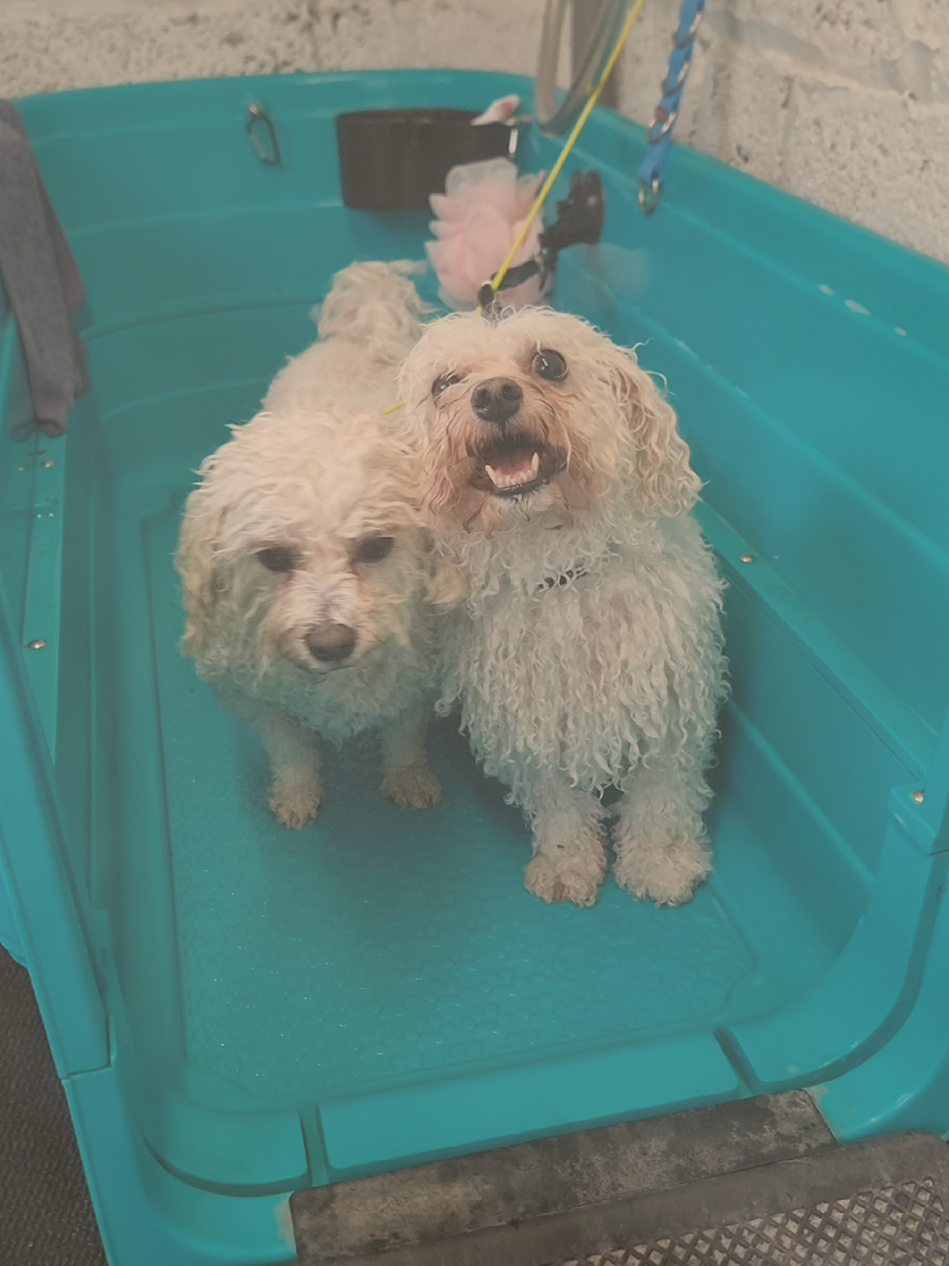 @PawsomeDogGroomingSouthOxhey