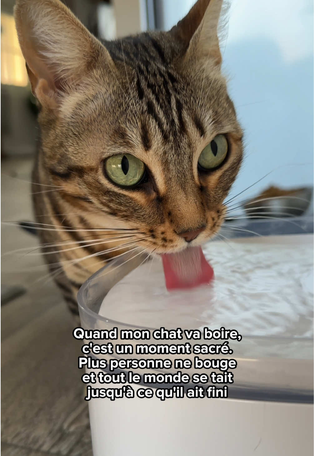 @Ricki the Bengal