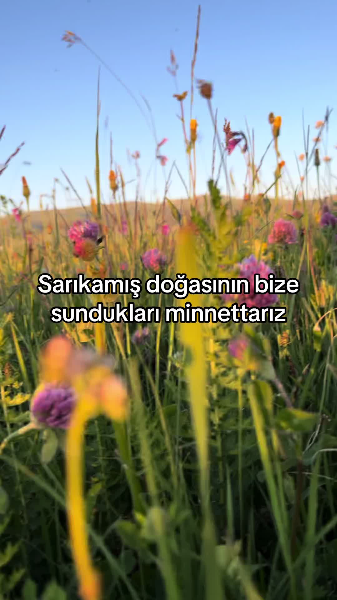 @Şarküteri