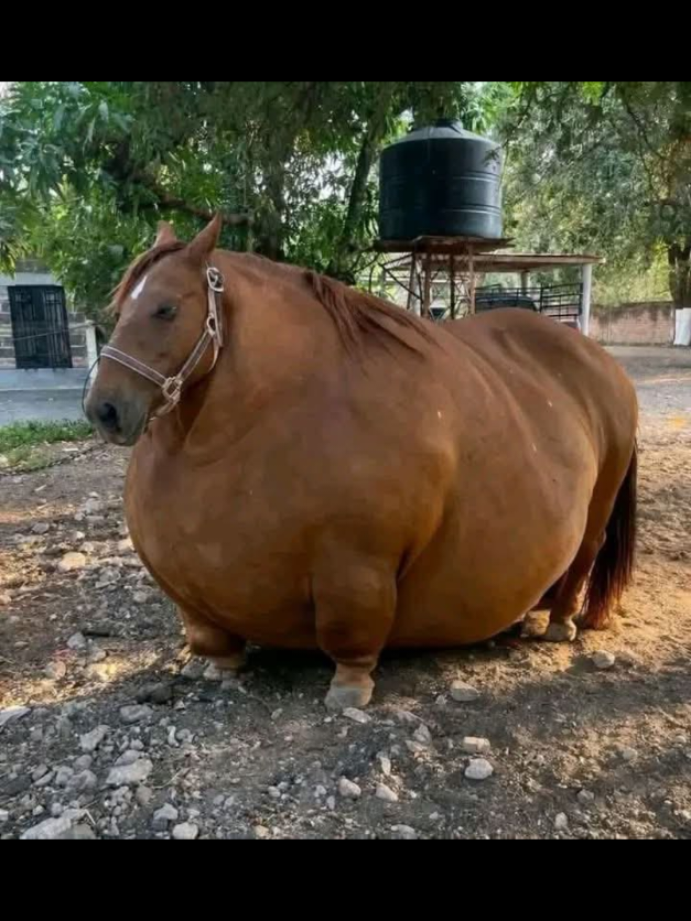 @Trans intern Elf