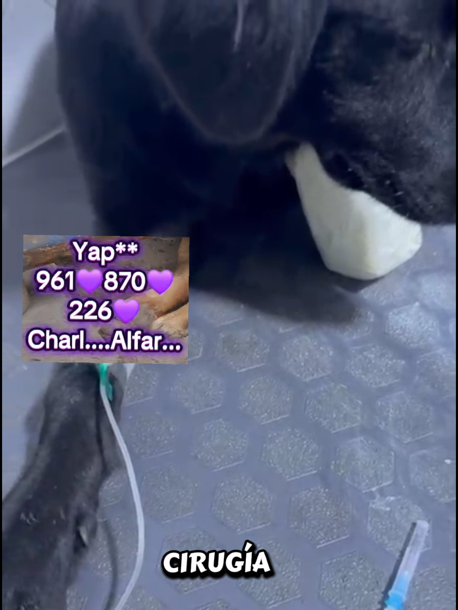 @Will AnimaLover