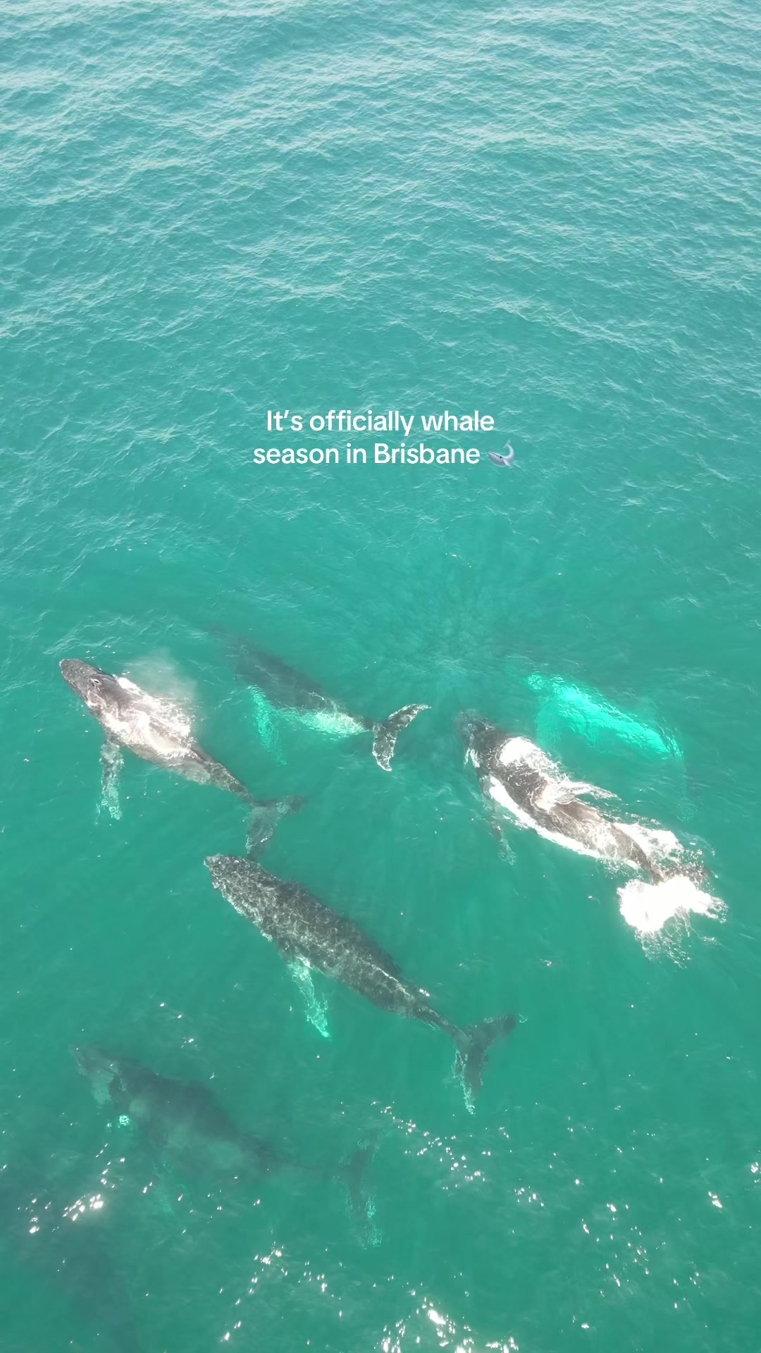 @VisitBrisbane
