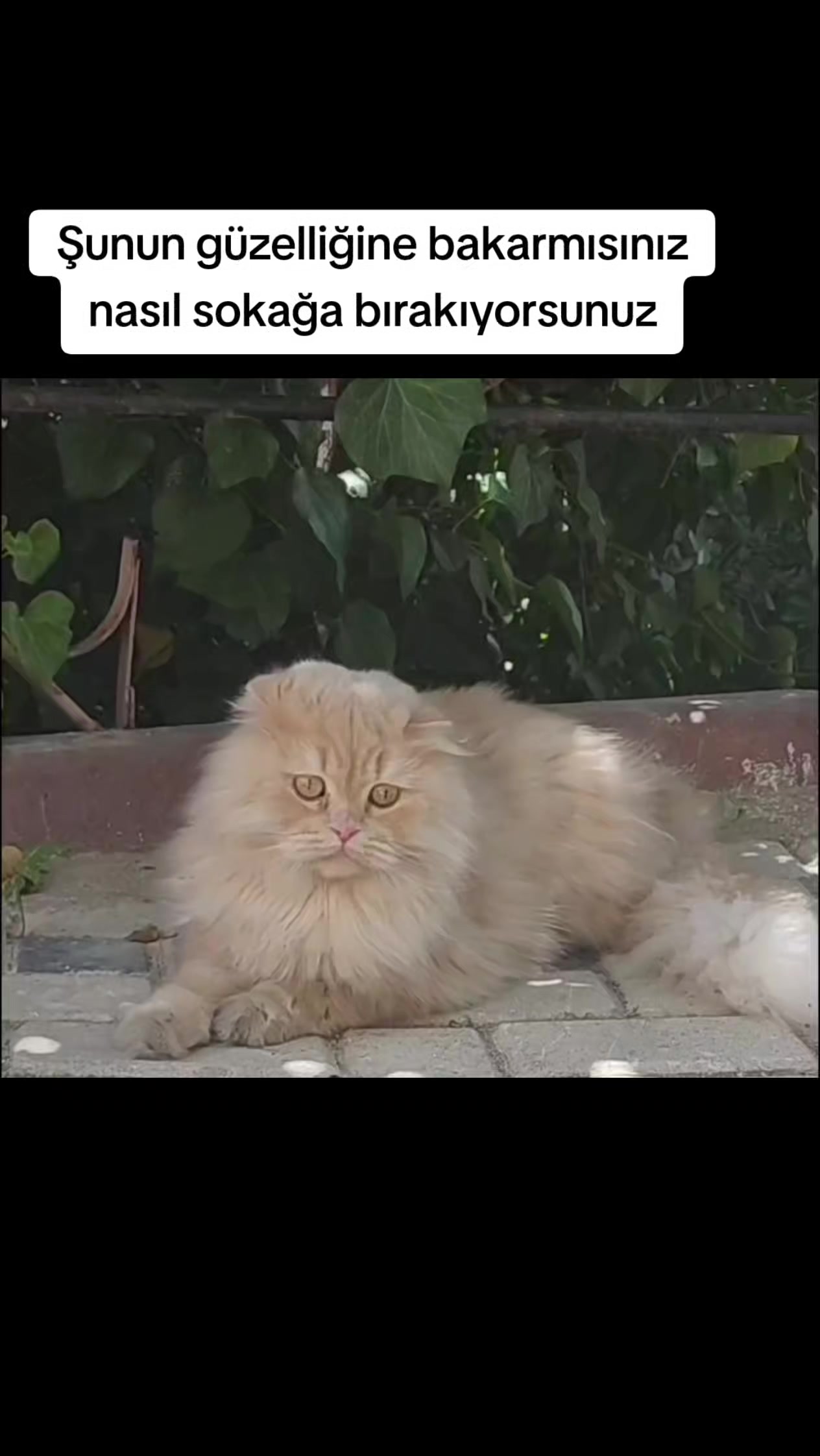 @MUSTAFA38