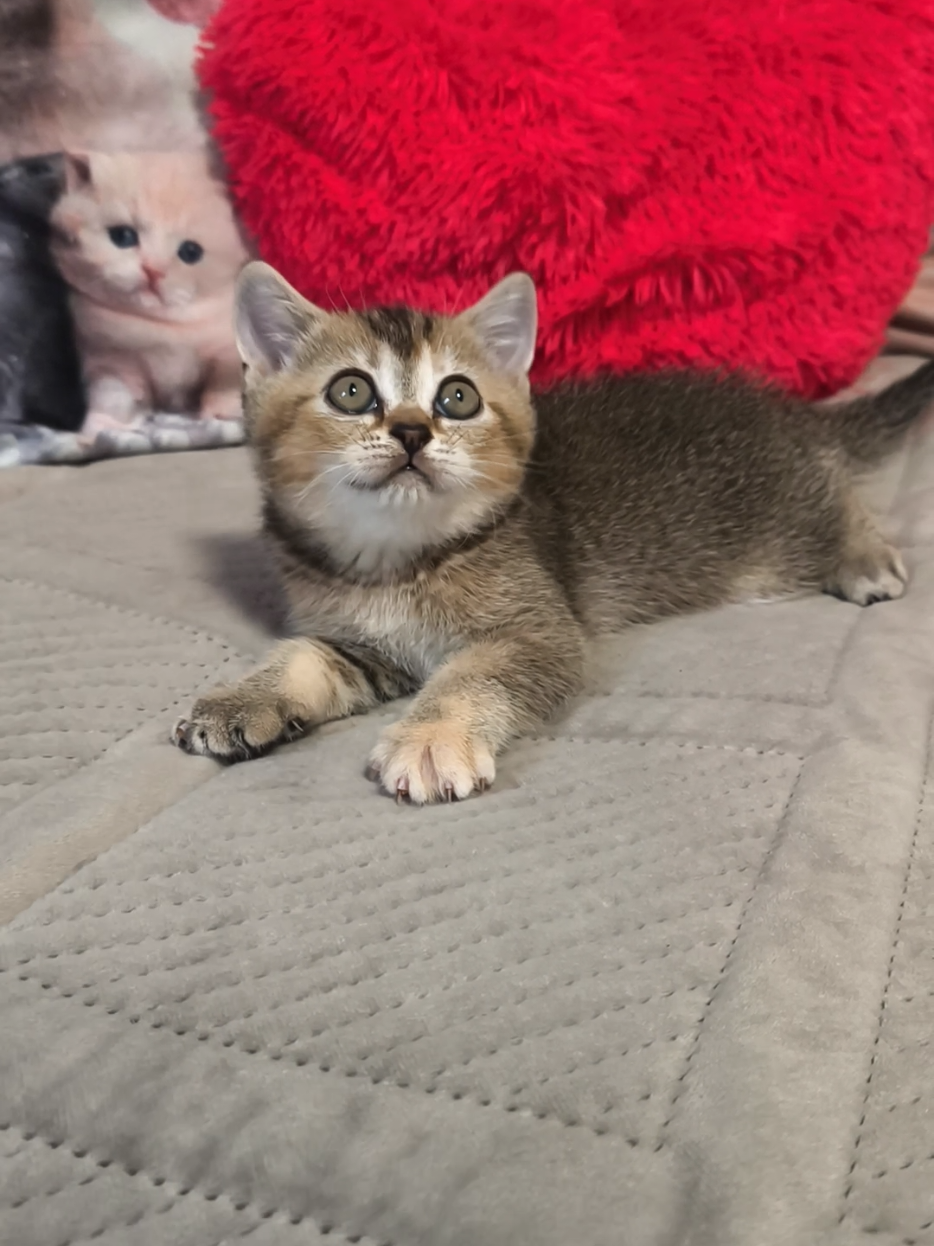 @Кошенята шотландські 😻