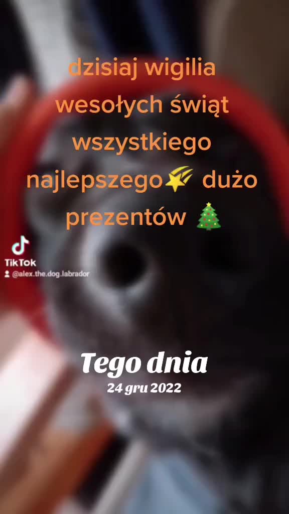 @81_kubuss