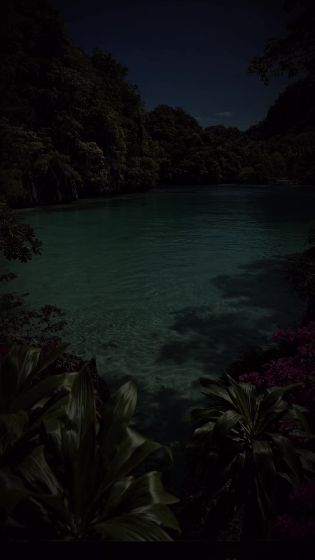 @shaz786🦋🦋🌺