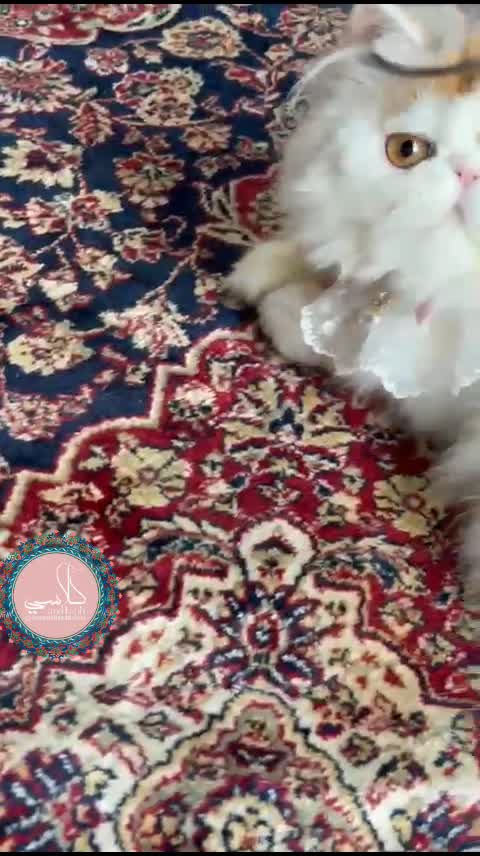 @_Humah_