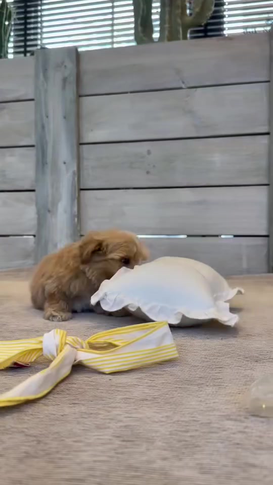 @Teacup puppies