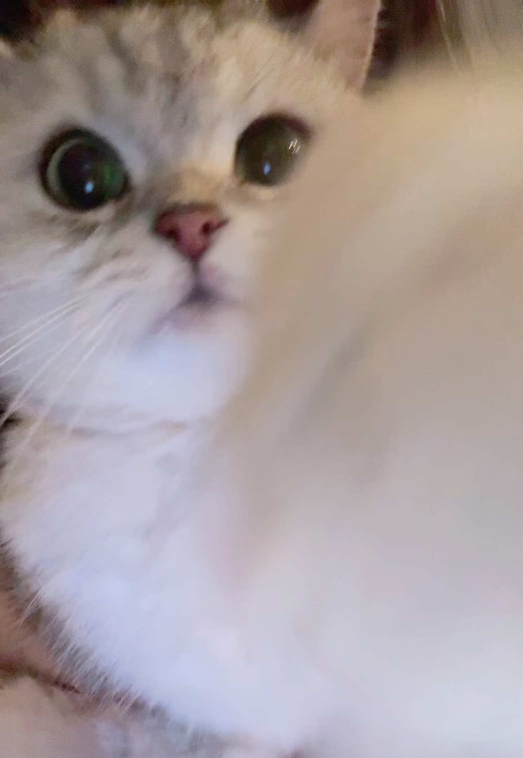 @Ollie the Cat