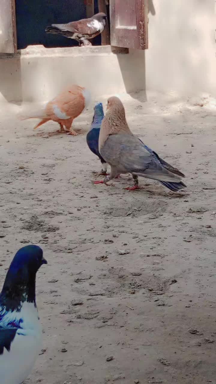 @best Birds912
