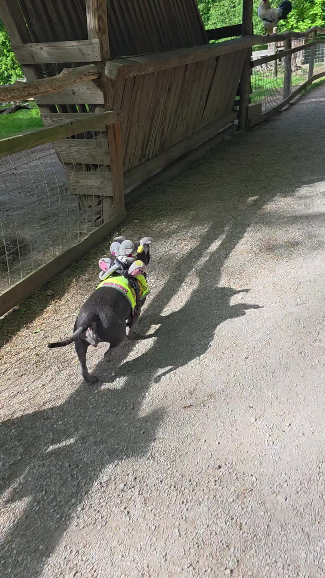 @Zara Alukanija Kiyomi 🐕🐾