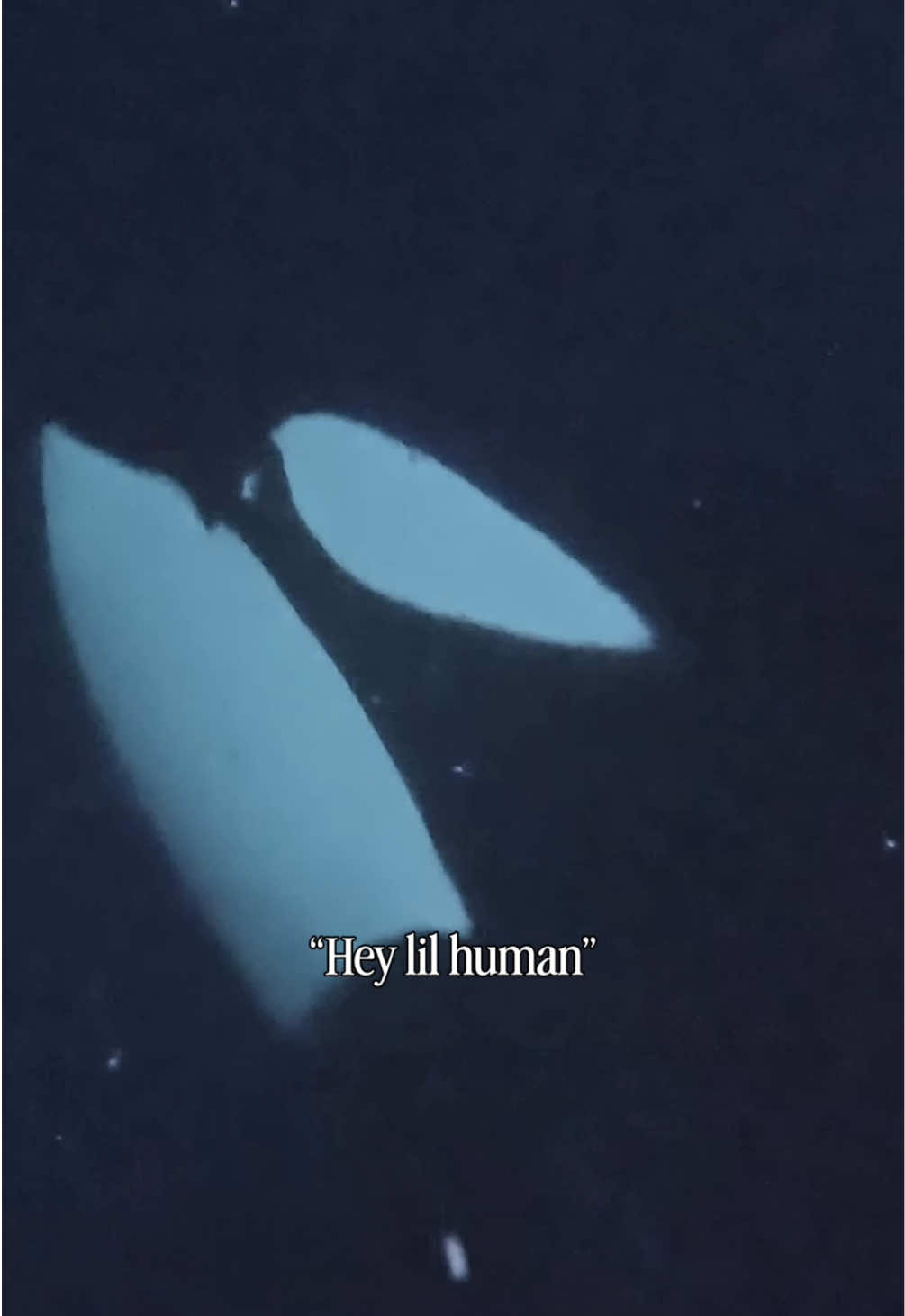 @phiswildlife