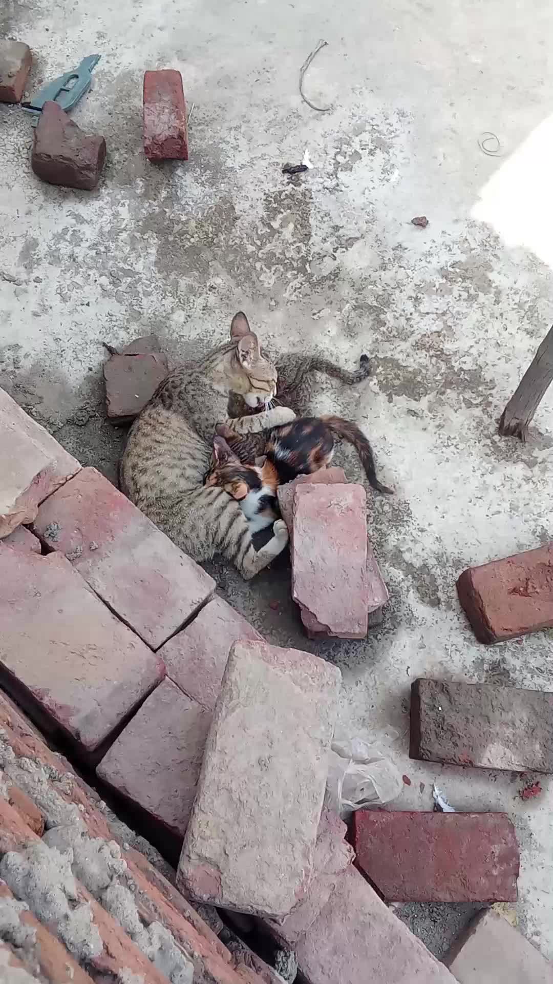 @cutecatlover8172