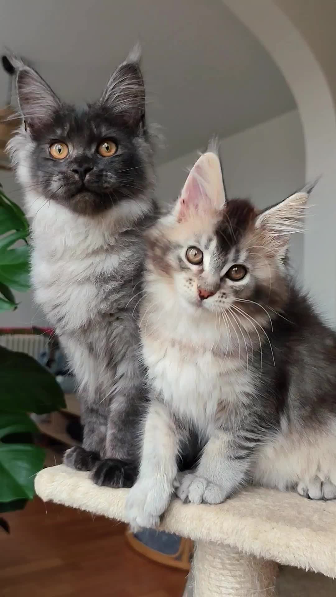 @Cattery Of Wild Kingdom