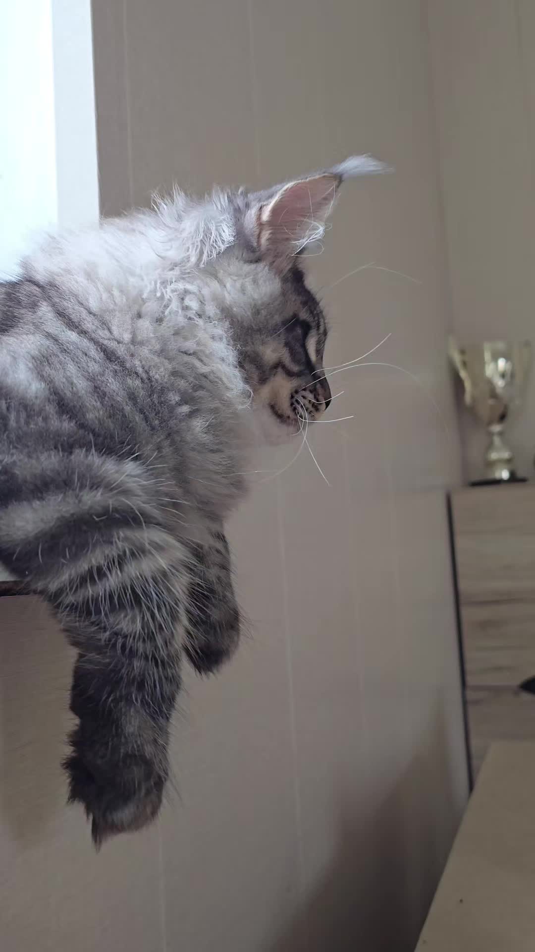 @Maine Coon Cattery Forest Rich