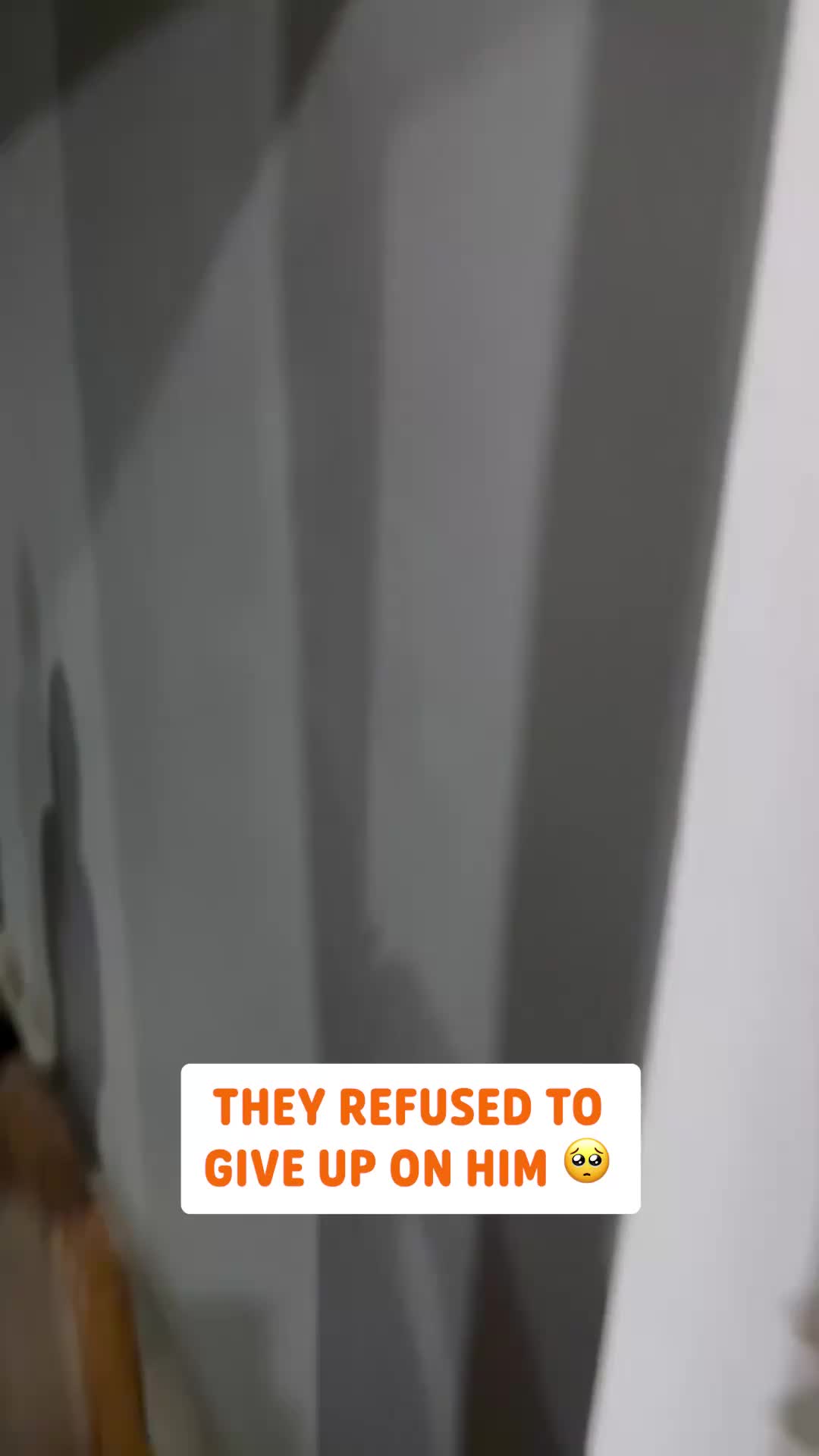 @Pawsome Pets