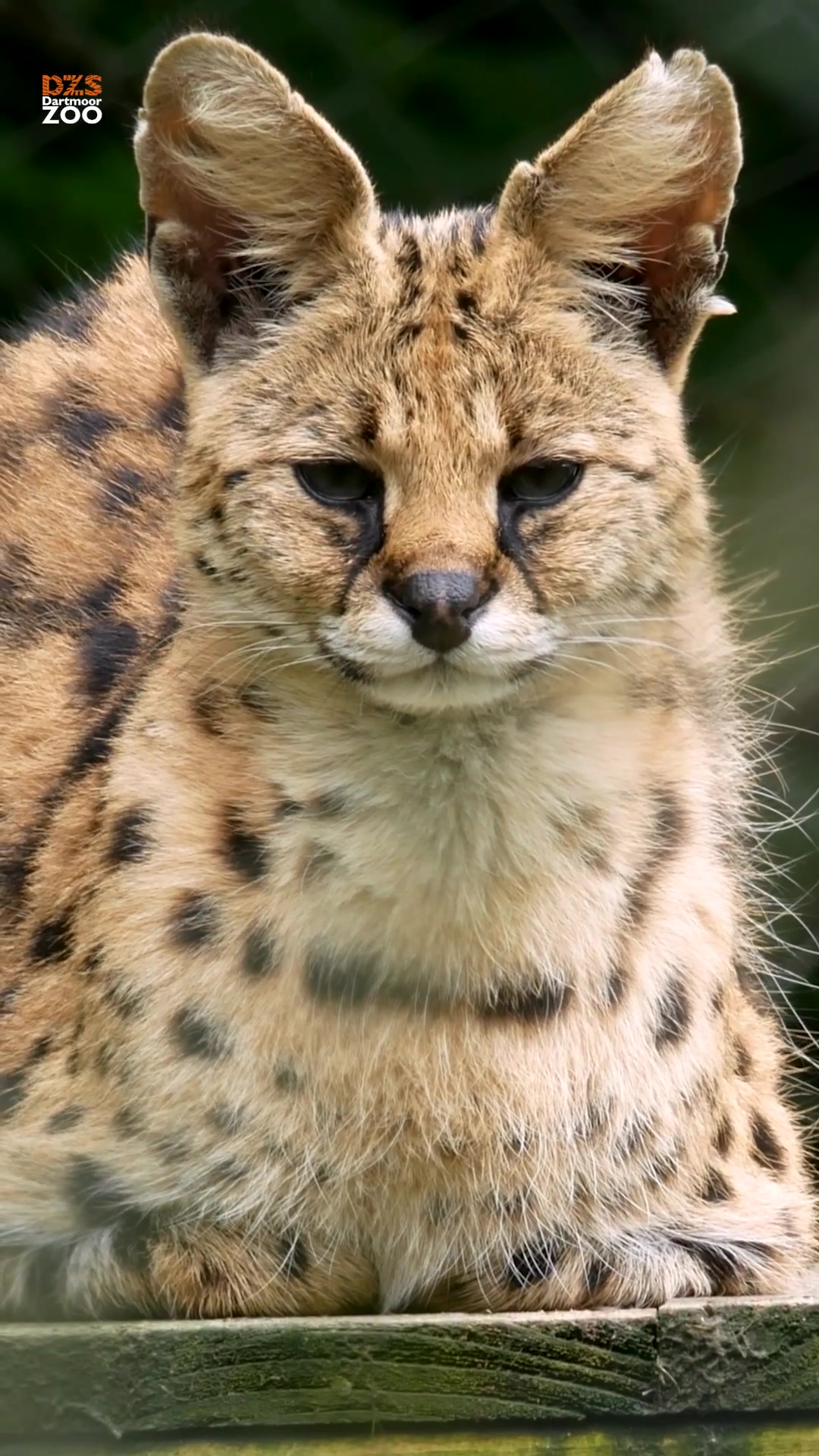 @Dartmoor Zoological Society
