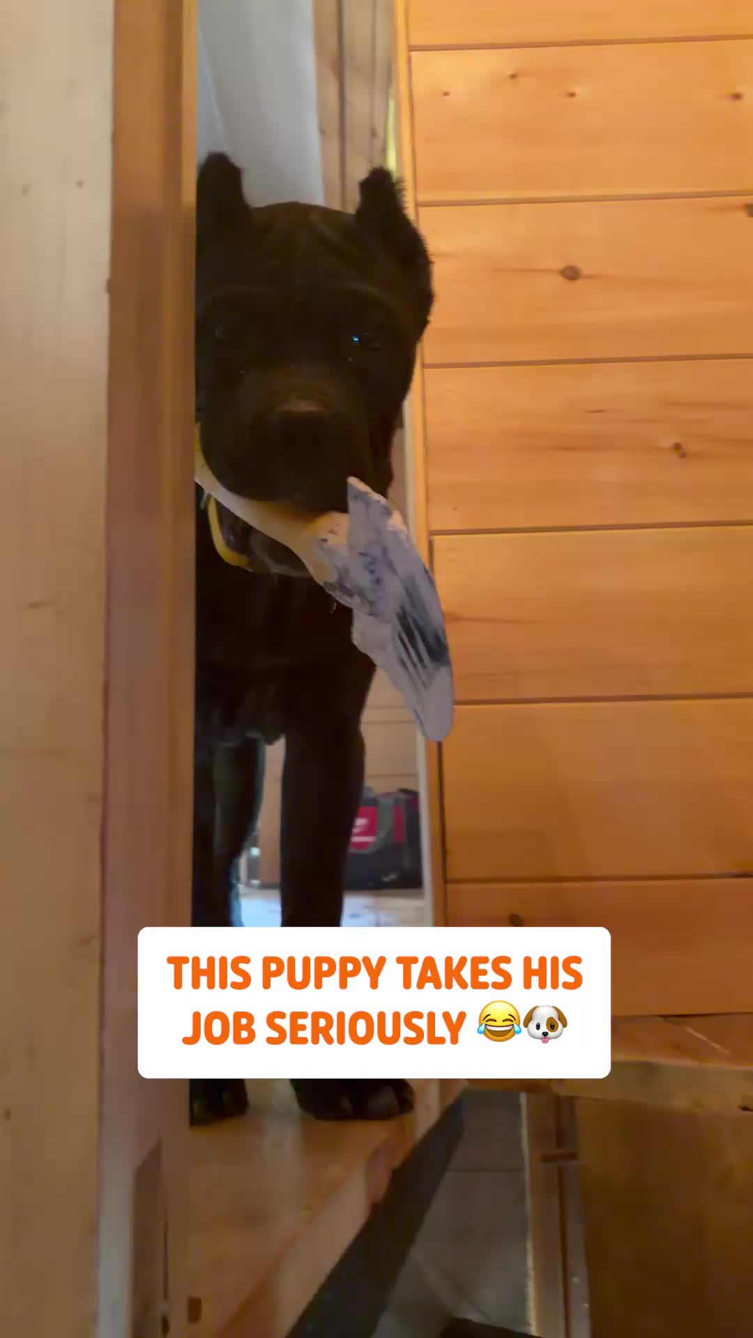 @Pawsome Pets