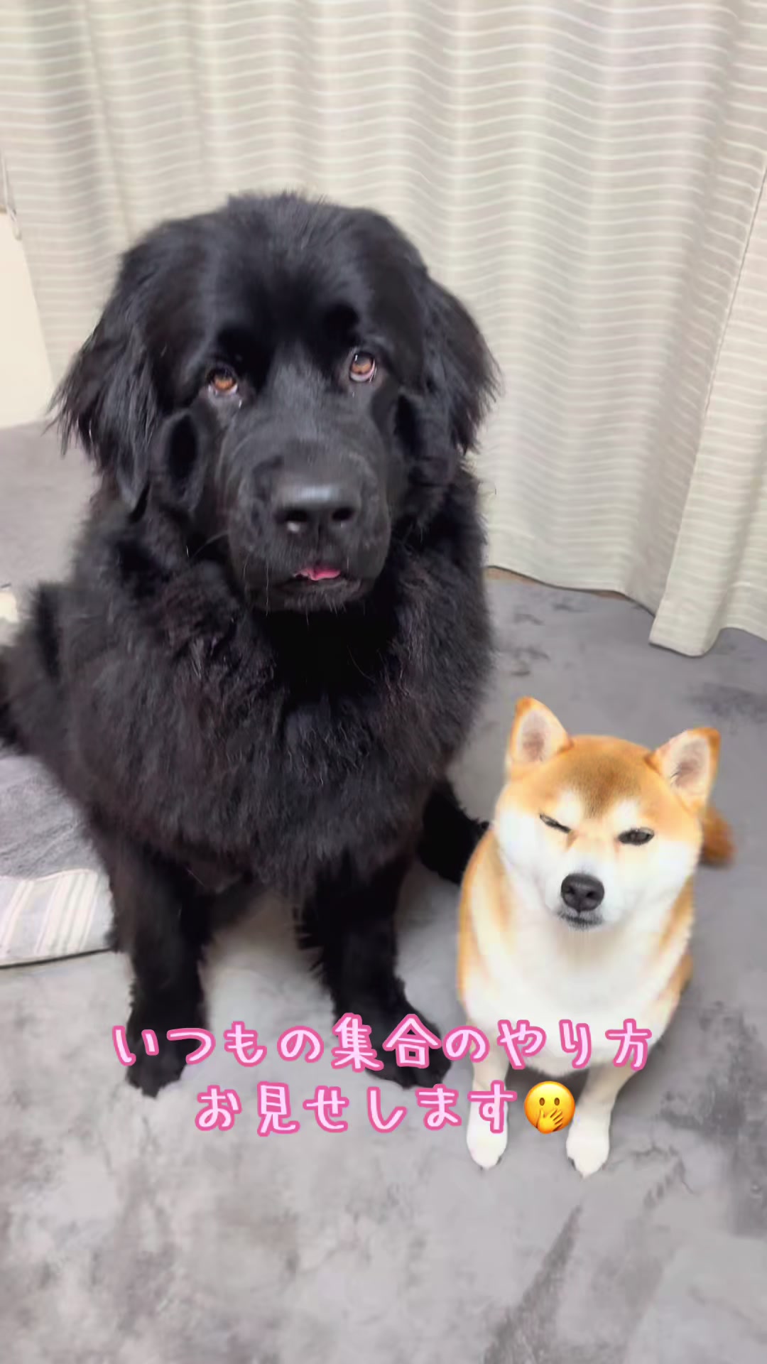 @ムックパパ🔶🐾
