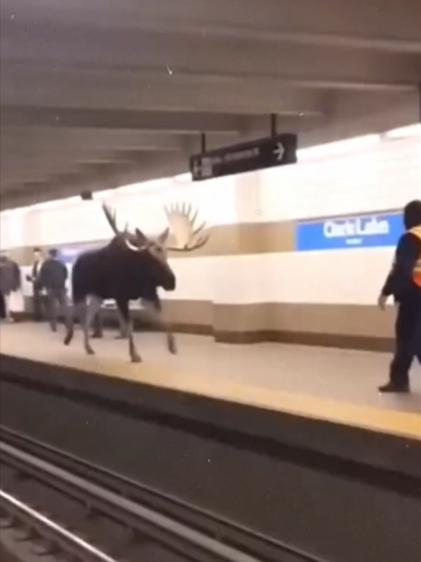 @Mundo dos Animais