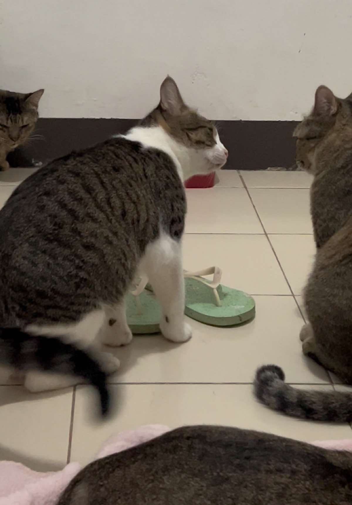 @17meows