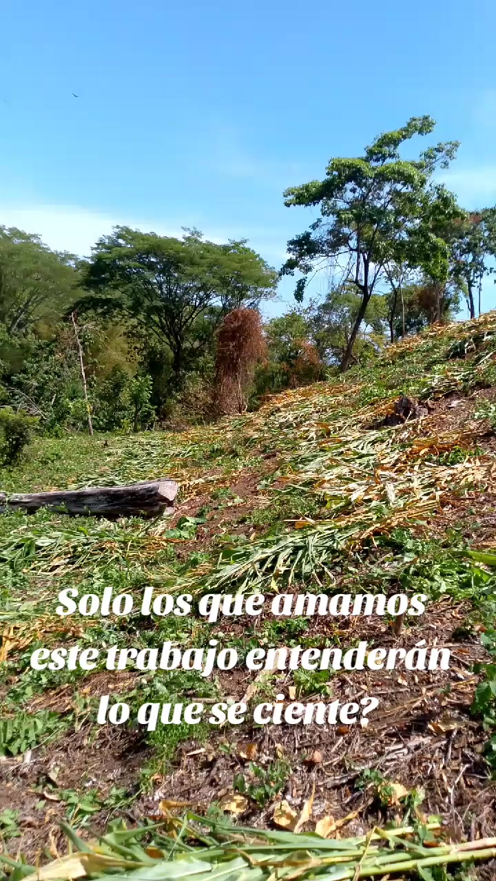 @neriscortez209