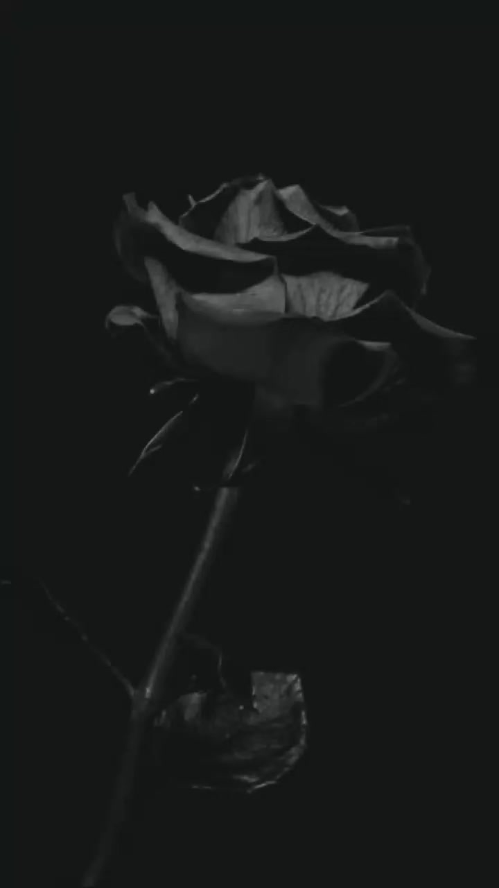 @Rameesha Fatima
