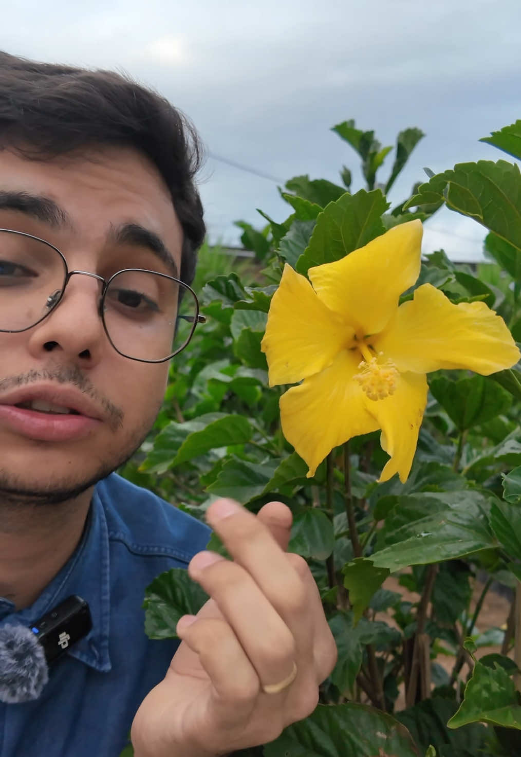 @ViveiroPauBrasil