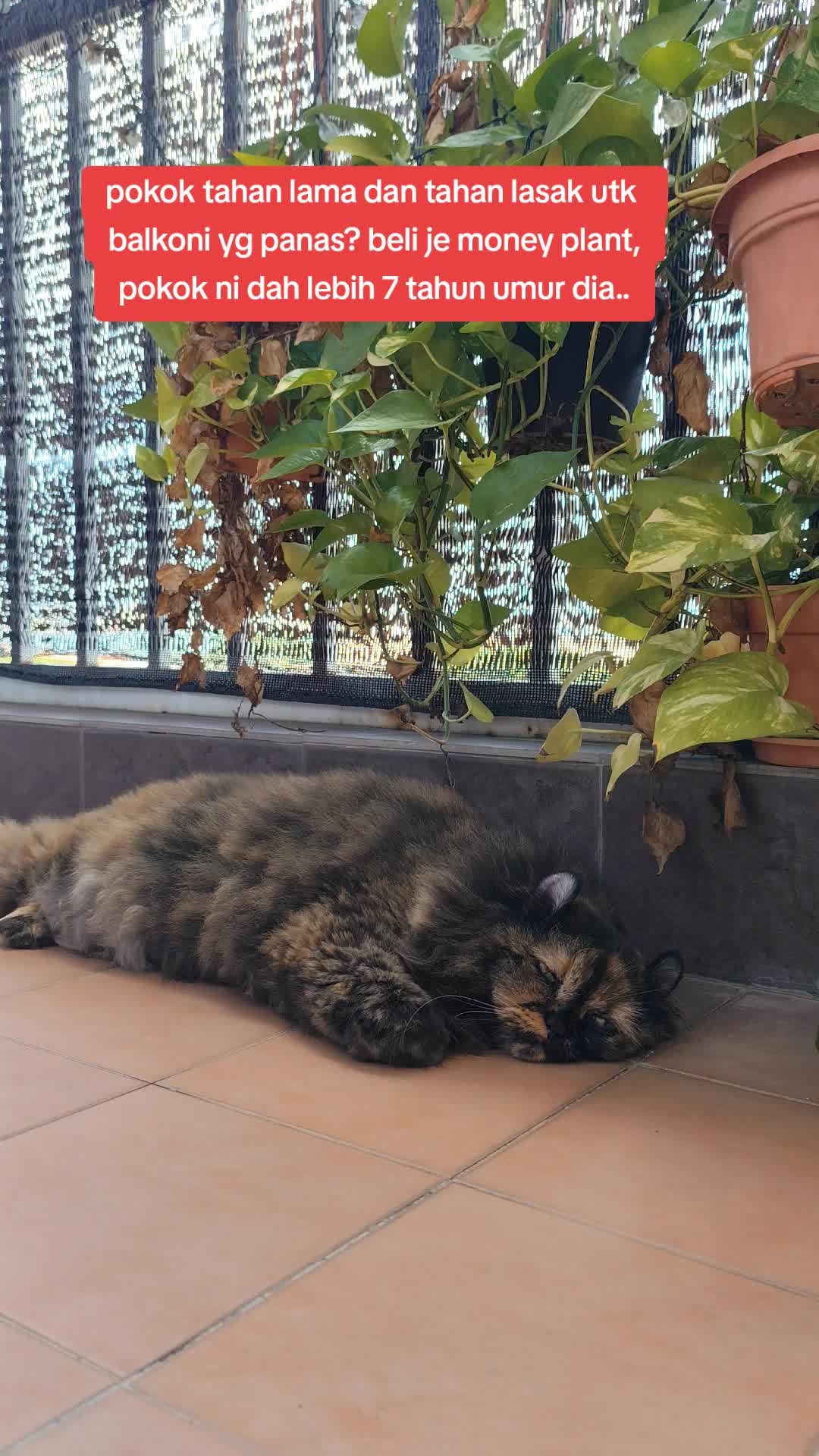 @Omma Kucing 🇲🇾🍉