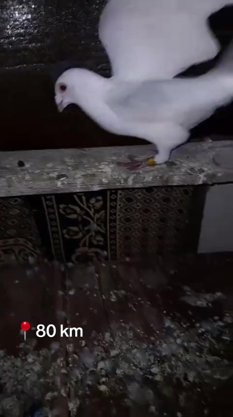 @H. Vendi