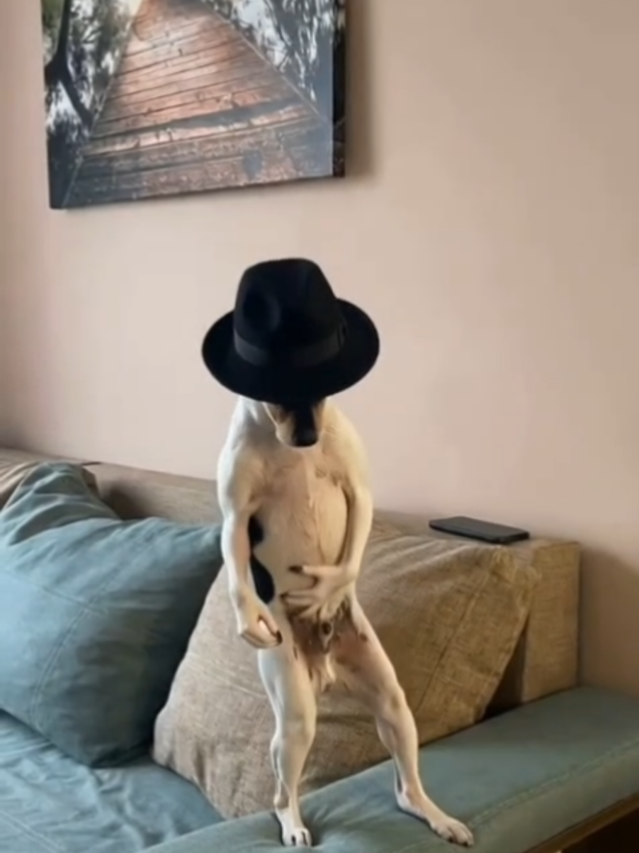 @thedogmeme