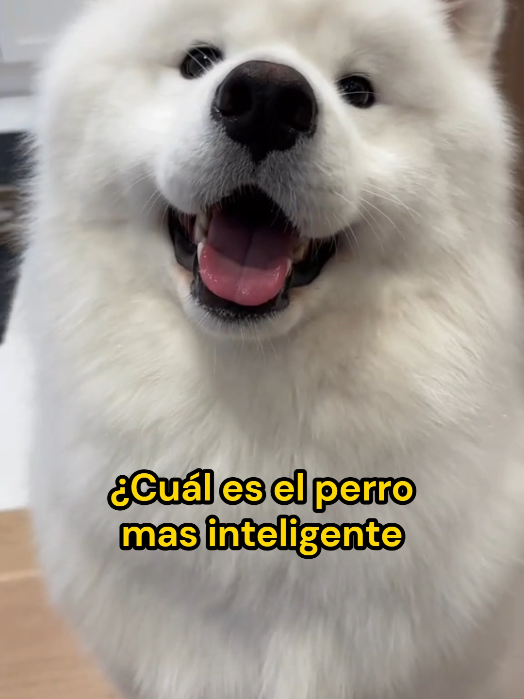 @Mi Mascota Feliz