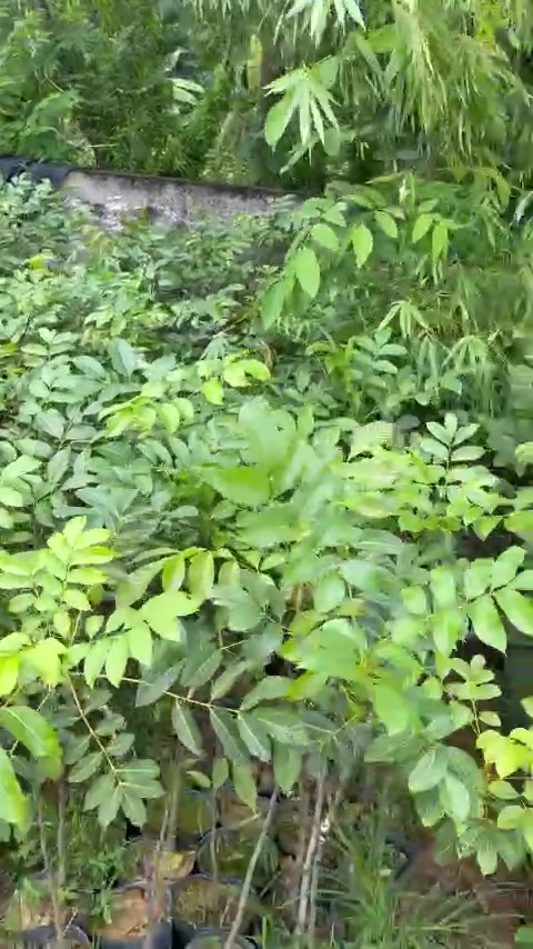 @Nh&agrave; Vườn Vũ Mai