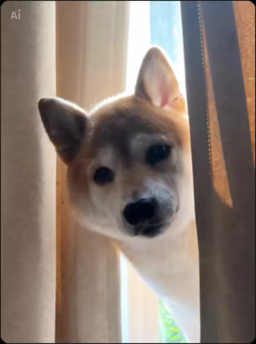 @ムックパパ🔶🐾