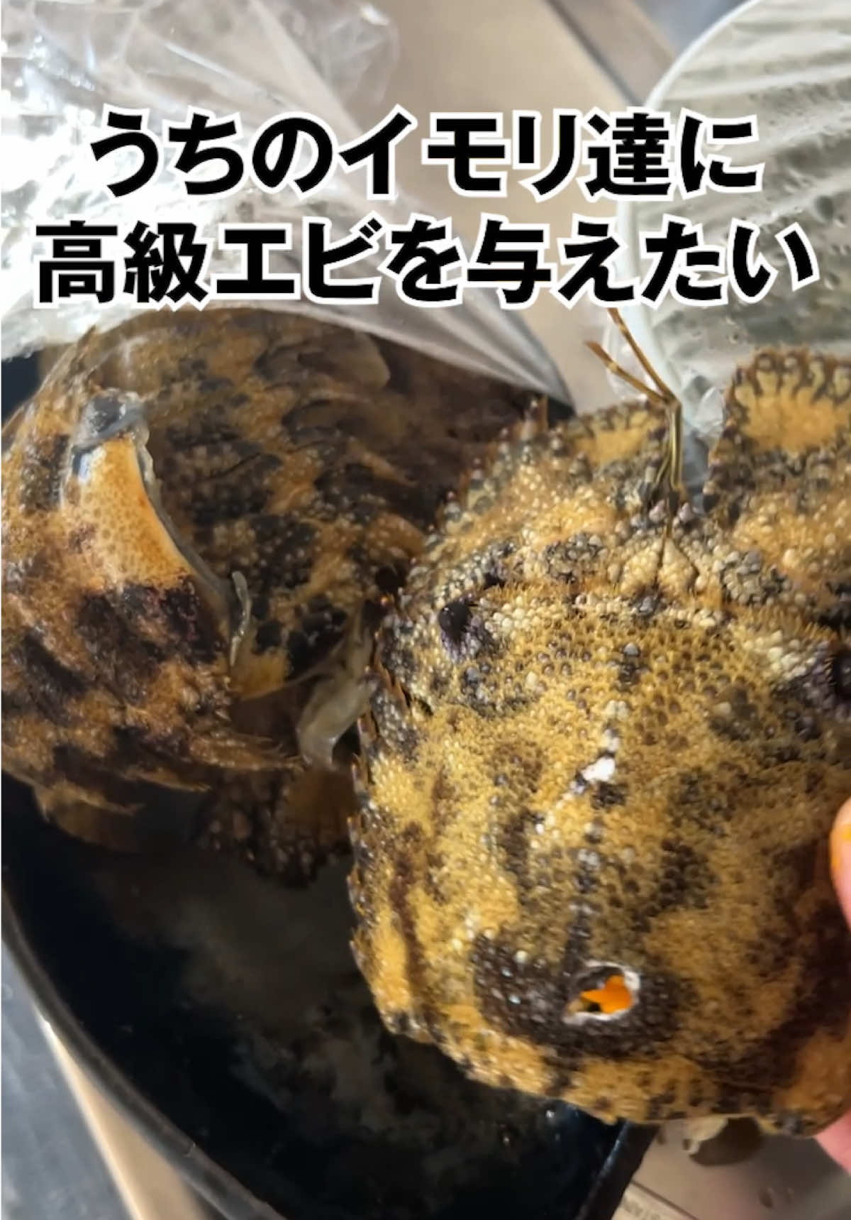 @エルドラド