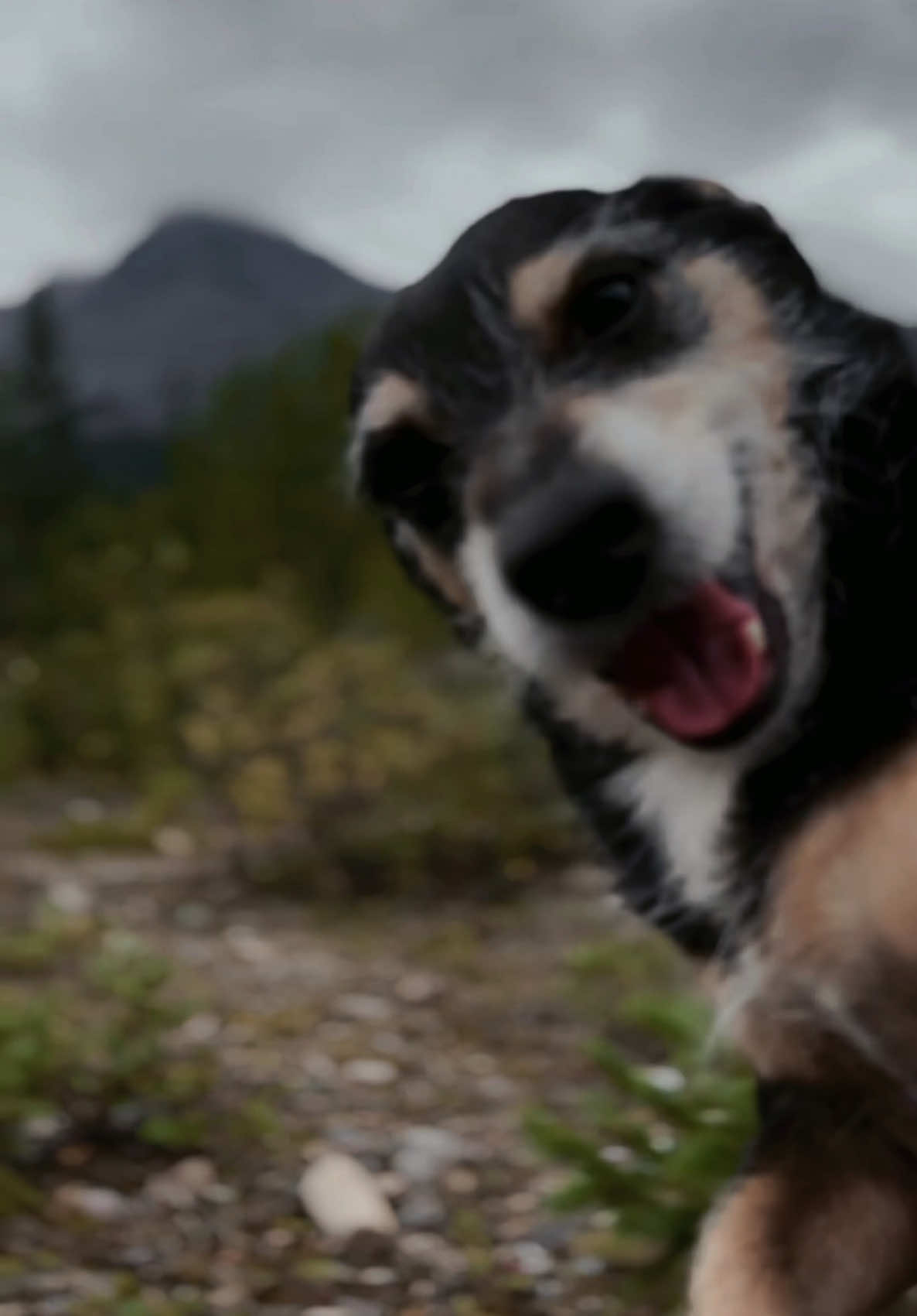 @M&Sigma;&Sigma;ƬЩ&Lambda;GӨП 🇨🇦🐶🎚️🐾