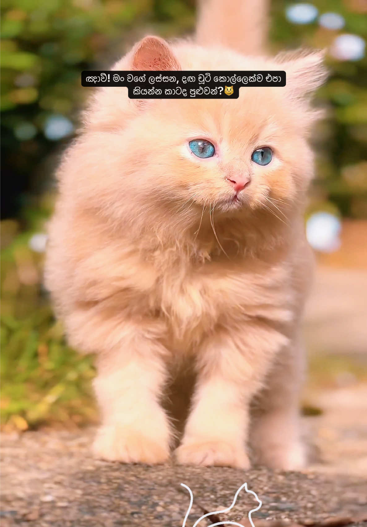 @FinestKittens