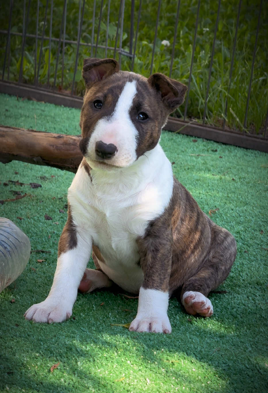 @Terra_Viva_minibullterrier