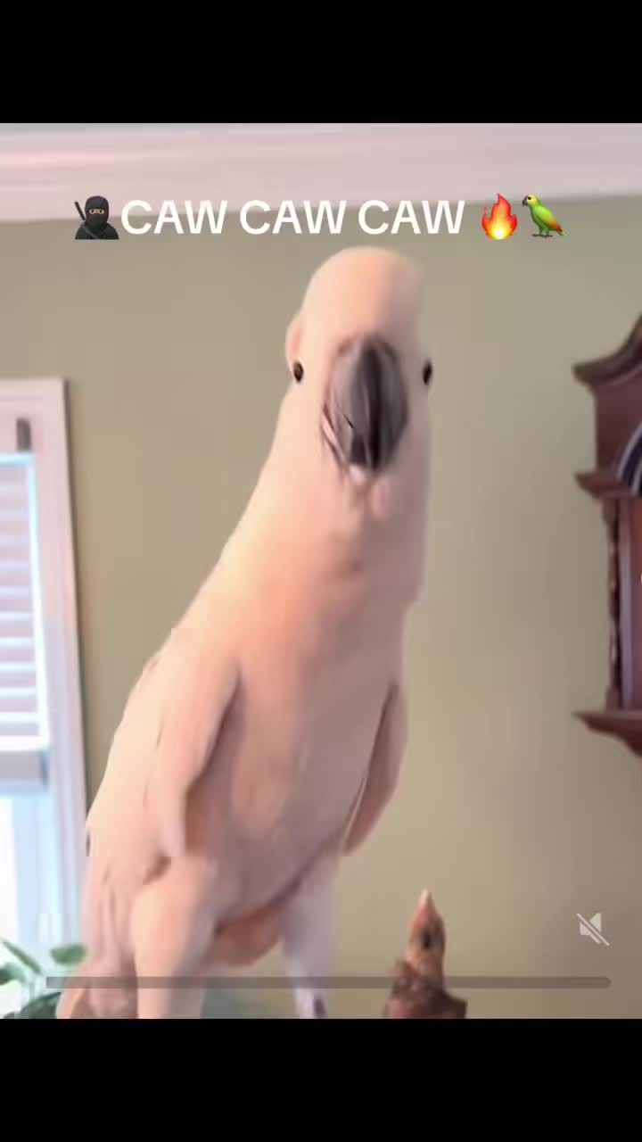 @Txackhawk🏎️🫣