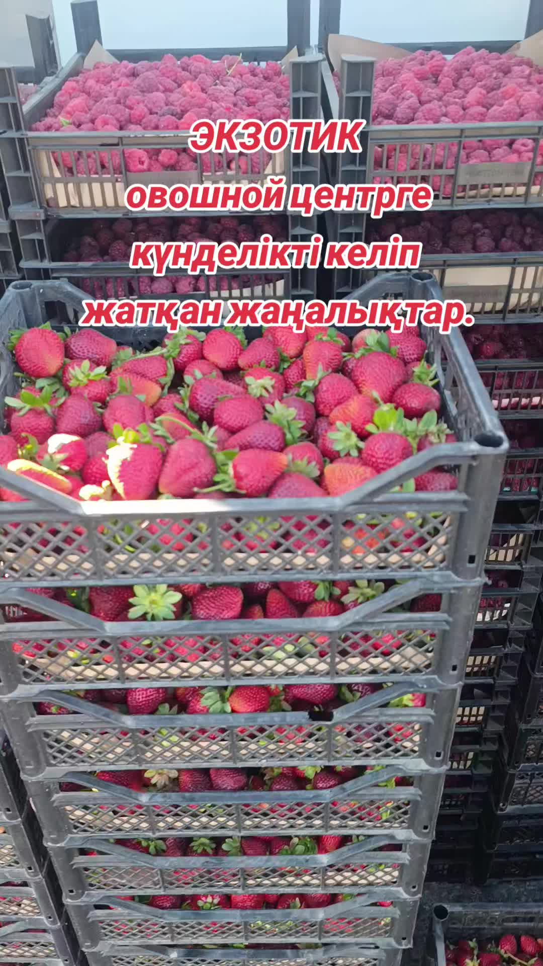 @ЭКЗОТИК ҚАРАБУЛАҚ