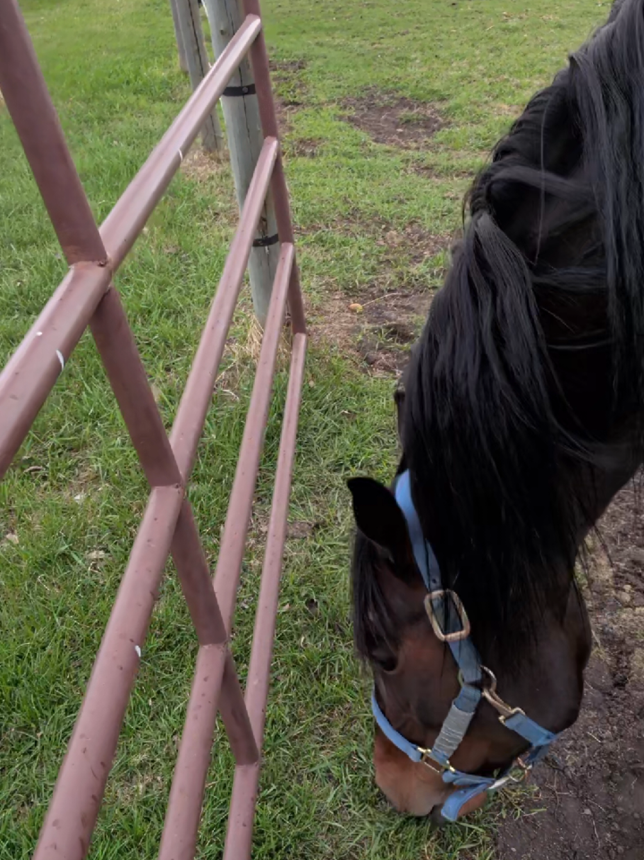 @EquestrianWeirdo