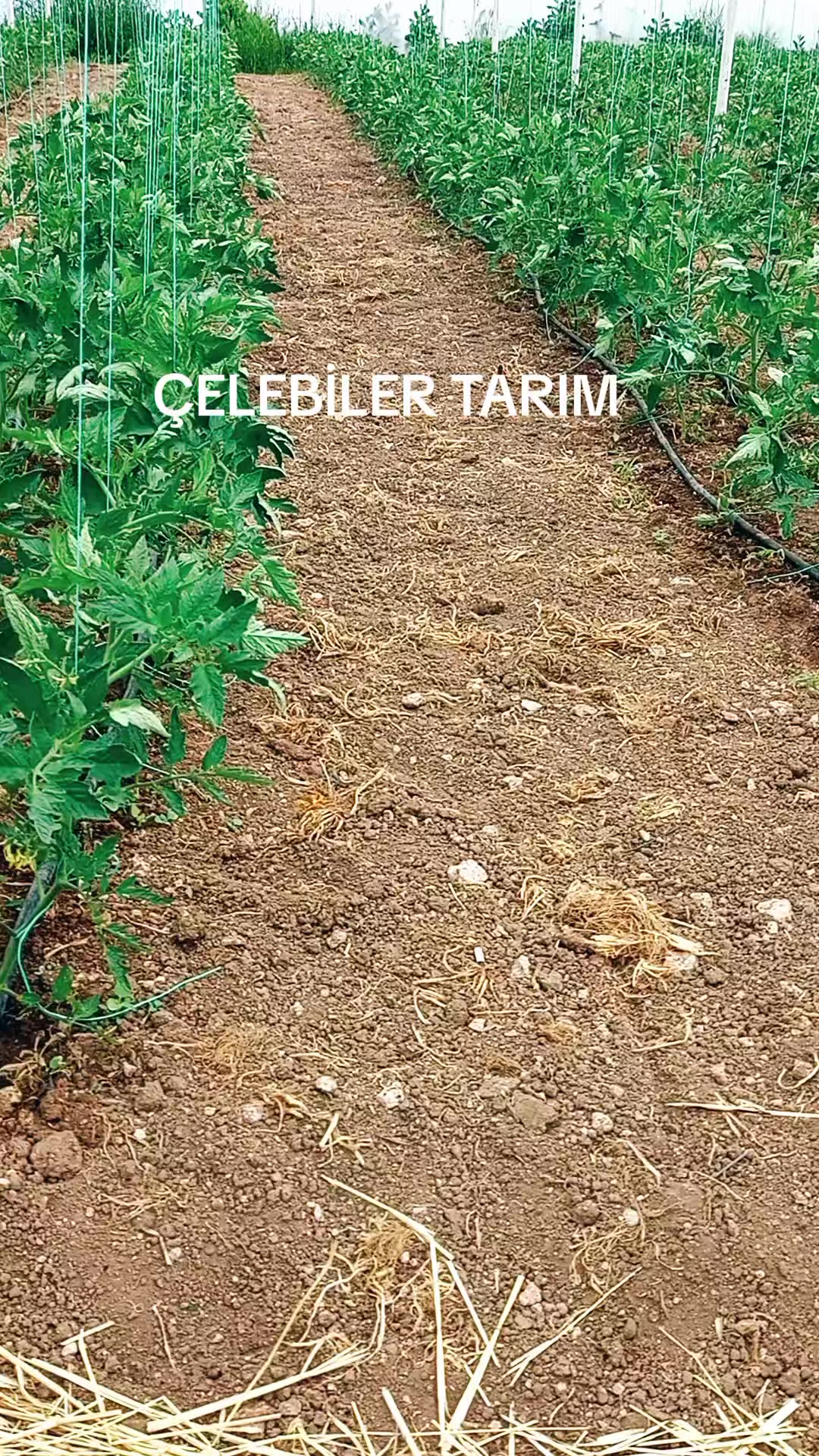 @Oğuz Çelebi480