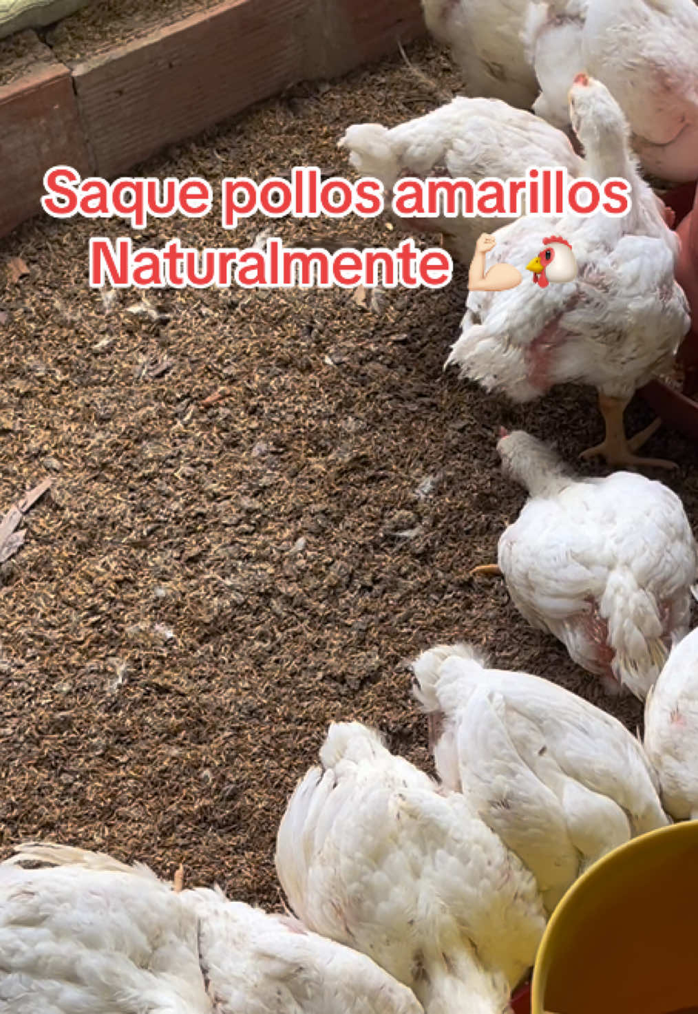 @elmagnatedelospollos